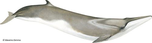 fin_whale